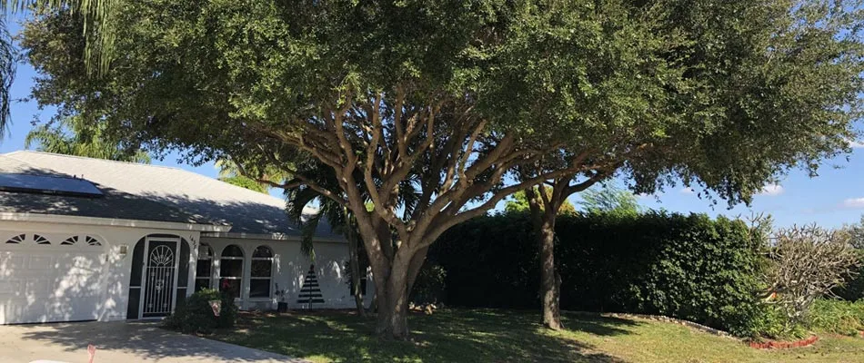 Don't Plant Trees Too Close to Your Home