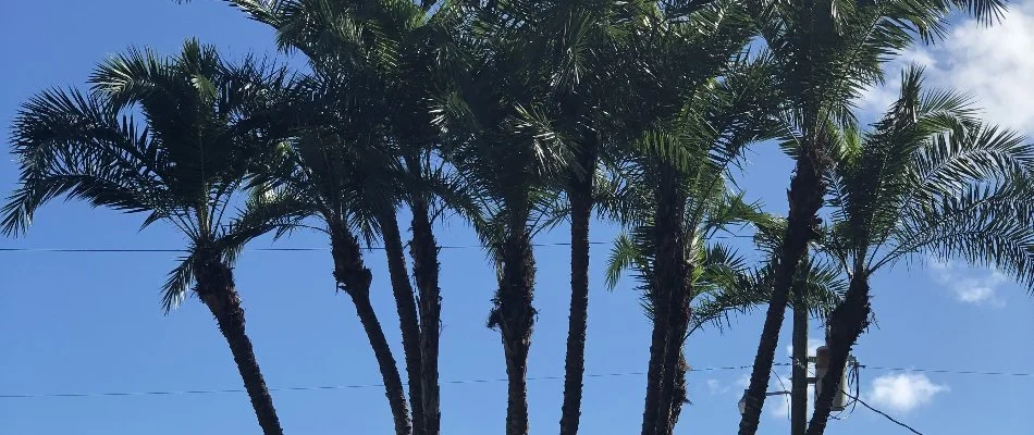 Palm trees in Cape Coral, FL.