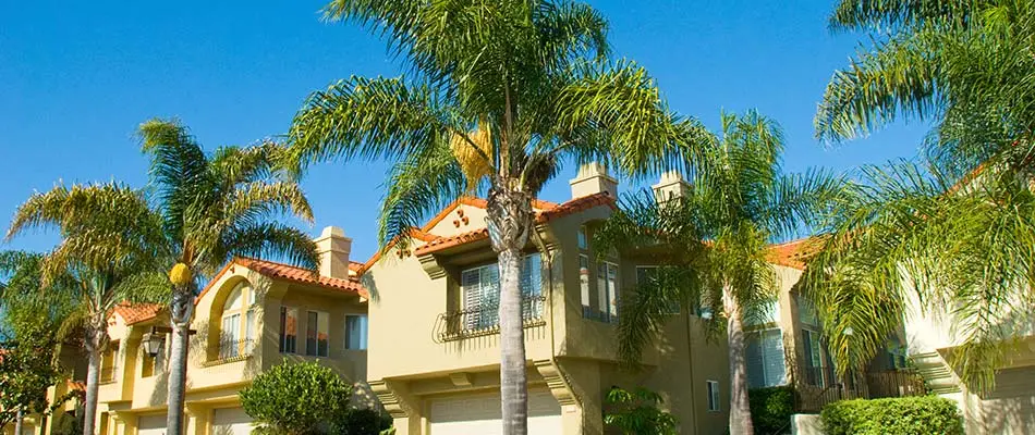 Queen palm trees blooming by homes in Cape Coral, Florida.