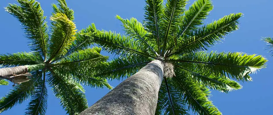 4 Fastest Growing Palm Trees in South Florida