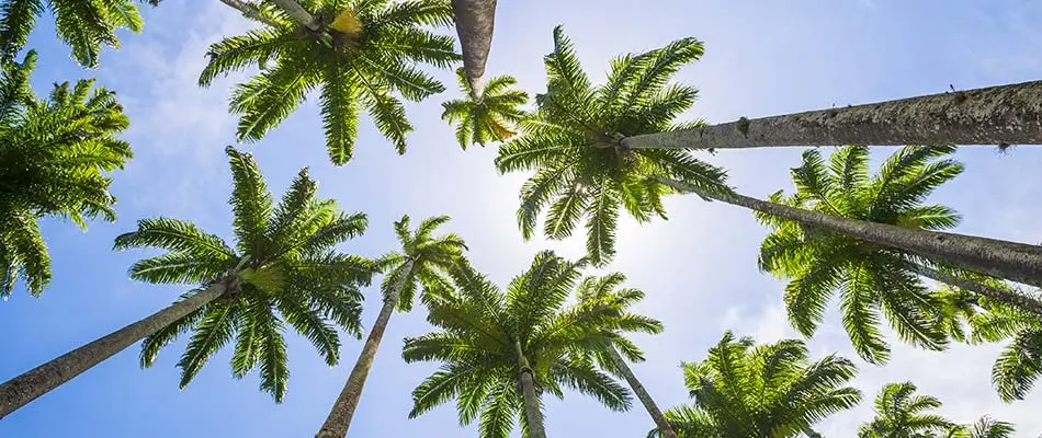 Tall royal palm trees in Fort Myers, Florida.