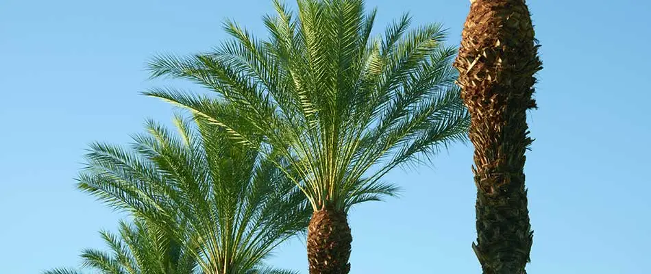 Tops of king palm trees in North Fort Myers, FL.