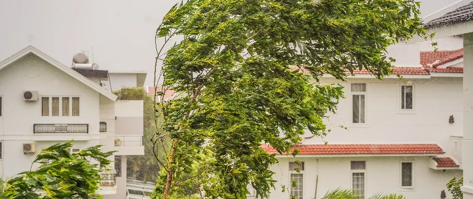 A tree being blown around by high-speeds in Cape Coral, FL.