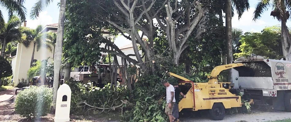 Tree planted far from home near Fort Myers, Florida