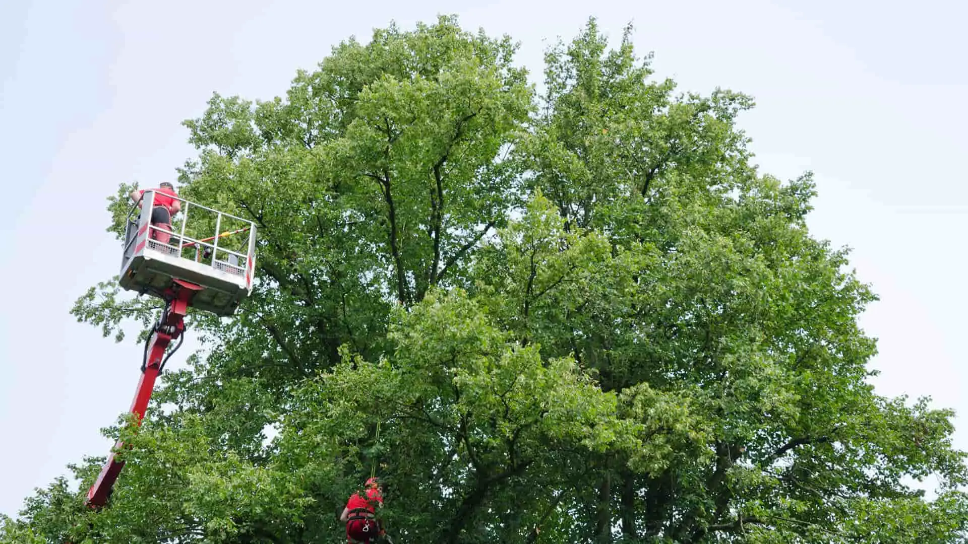 Tall Tree Trimming