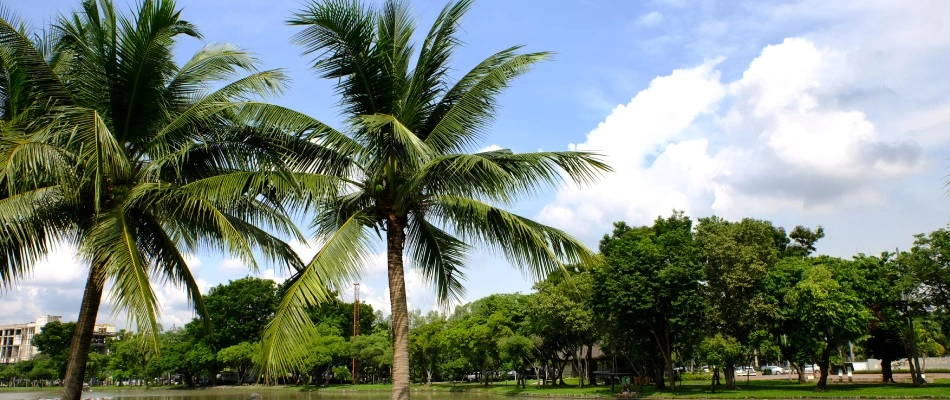 Palm trees by water in Fort Myers, FL. 