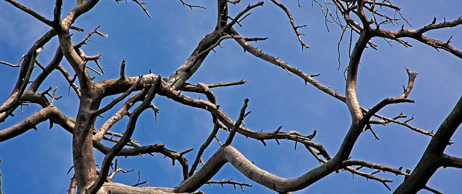 How We Safely Remove Large Trees from Small Spaces