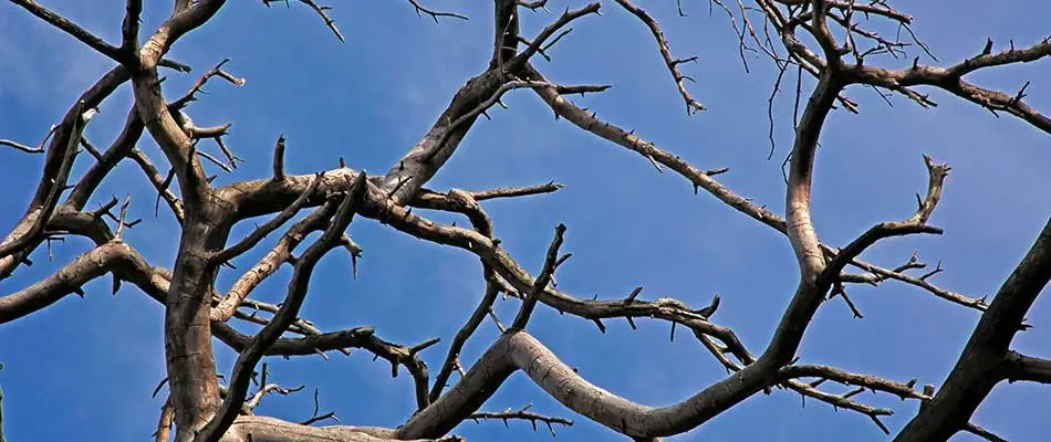 This dead tree in Cape Coral poses a safety risk.