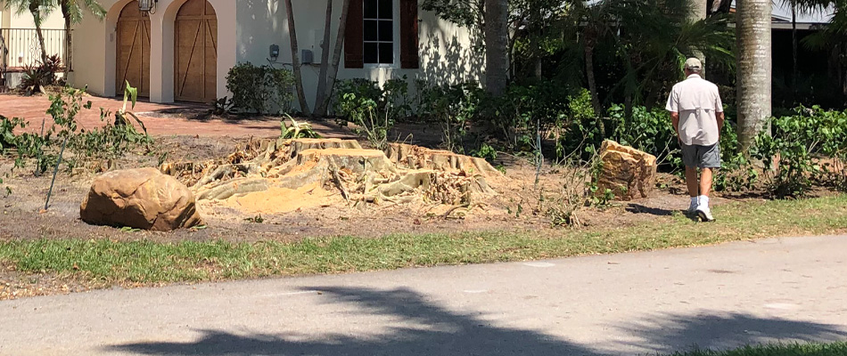 A large tree stump left behind after removal of a large tree stump at a home in Fort Myers, FL.