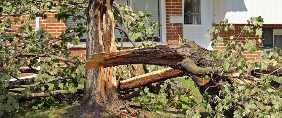A tree that has been split after a strong storm in Fort Myers, FL.