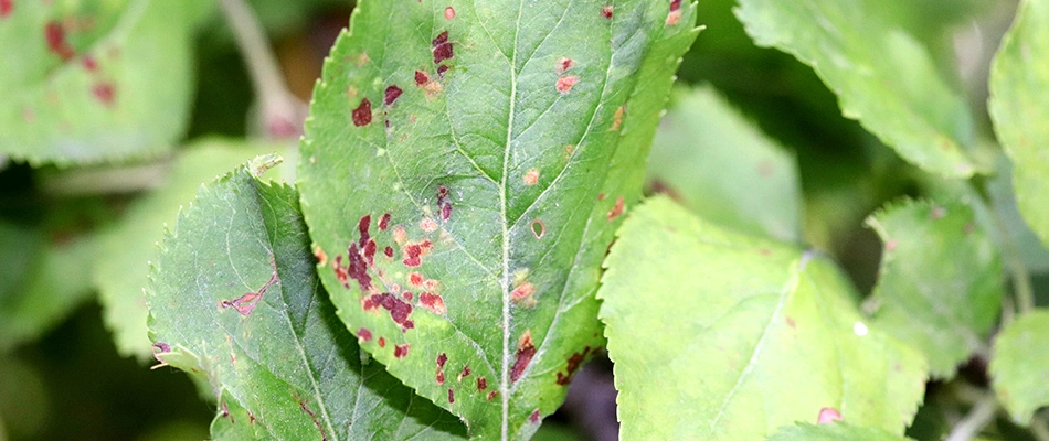 Tree leaf affected by anthracnose disease in North Fort Myers, FL. 