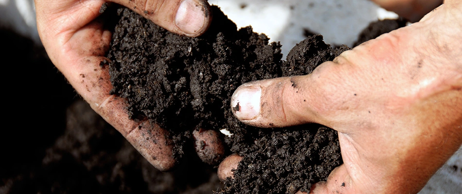 Tree professional holding soil in hands in Fort Myers, FL. 