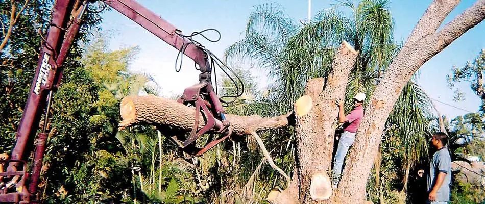 Our company performs tree removal services throughout the Fort Myers, FL area.