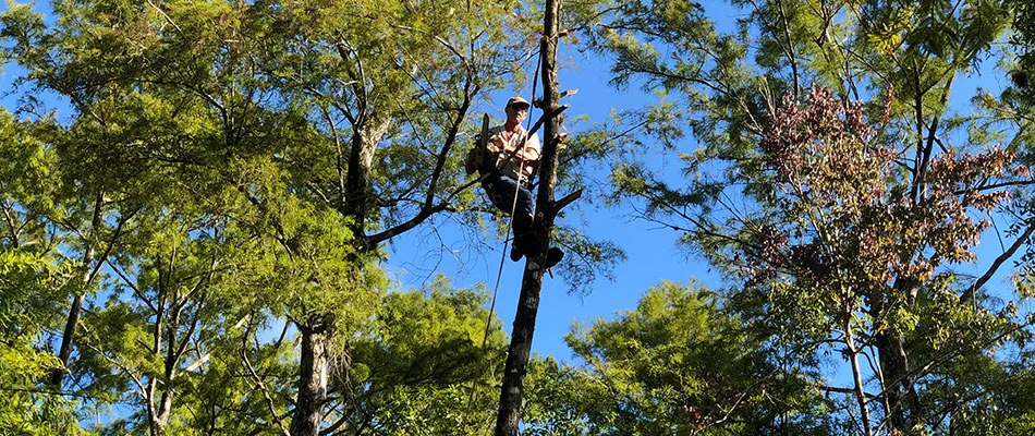 Tree trimmer pruning tree branches in Cape Coral, FL.