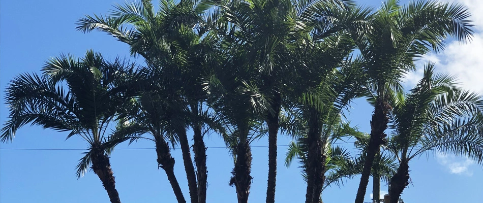 Palm trees we trimmed in preparation for a big storm.