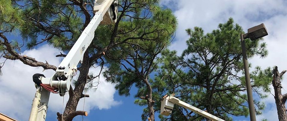 Trimming large trees at commercial property in Fort Myers, FL.