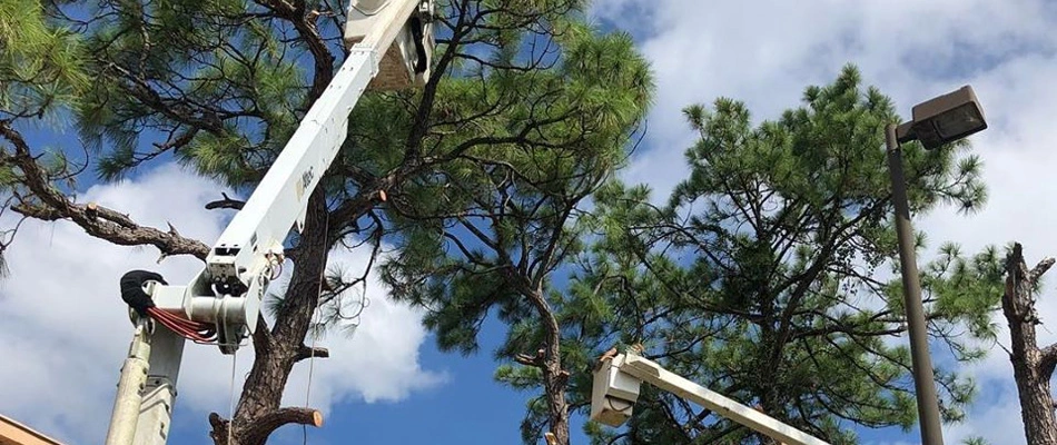 Trimming large trees at commercial property in Fort Myers, FL.