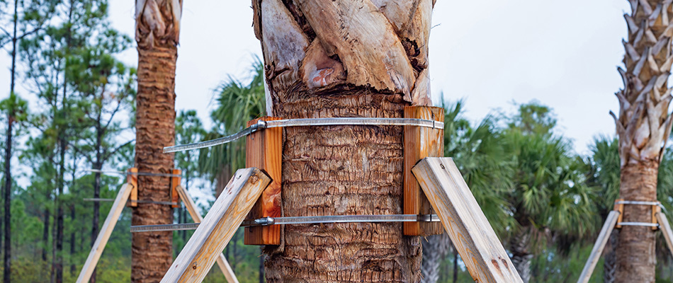 Braced palm tree for hurricane season in Cape Coral, FL.