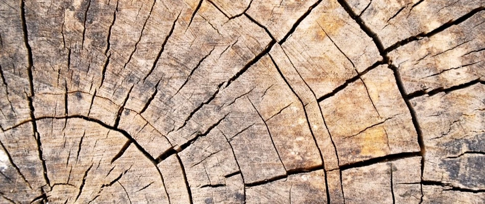 Cracks through tree trunk in Fort Myers, FL.