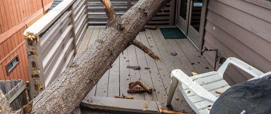 Detrimental tree damage after a hurricane in Tice, FL.