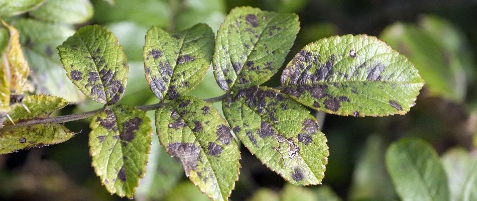 Close up on diseased leaves on a tree by our client's home in Iona, FL.