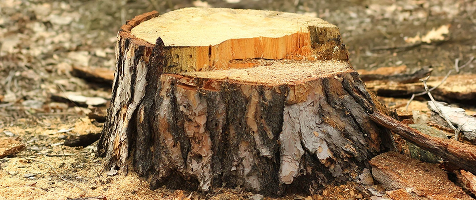 A tree stump ready to be grinded on a commercial property in McGregor, FL. 