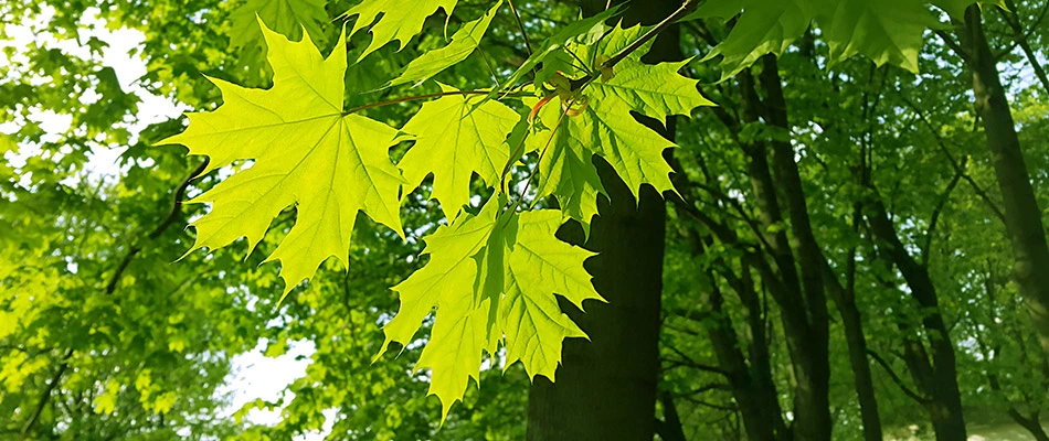 A healthy green maple tree on our client's property in North Fort Myers, FL. 