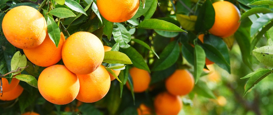 Close up on a healthy orange tree growing on our client's property in Cape Coral, FL.