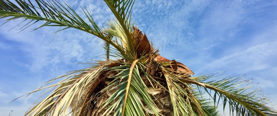 Palm tree with infection in Villas, FL.