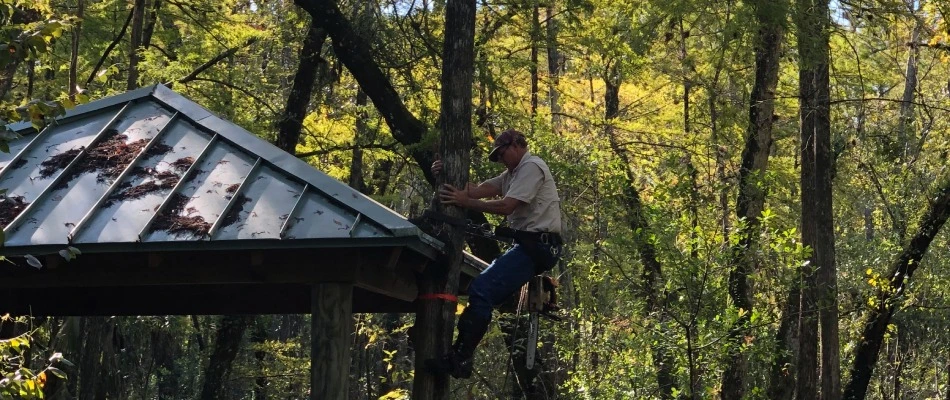 Professional from Tim's Tree Service climbing tree for trimming service in Cypress Lake, FL.