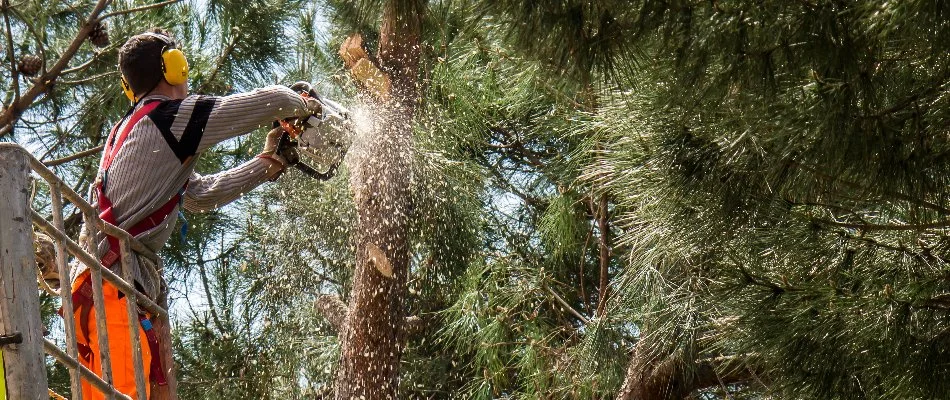 Our tree professional cutting a tree with a chainsaw in North Fort Myers, FL. 