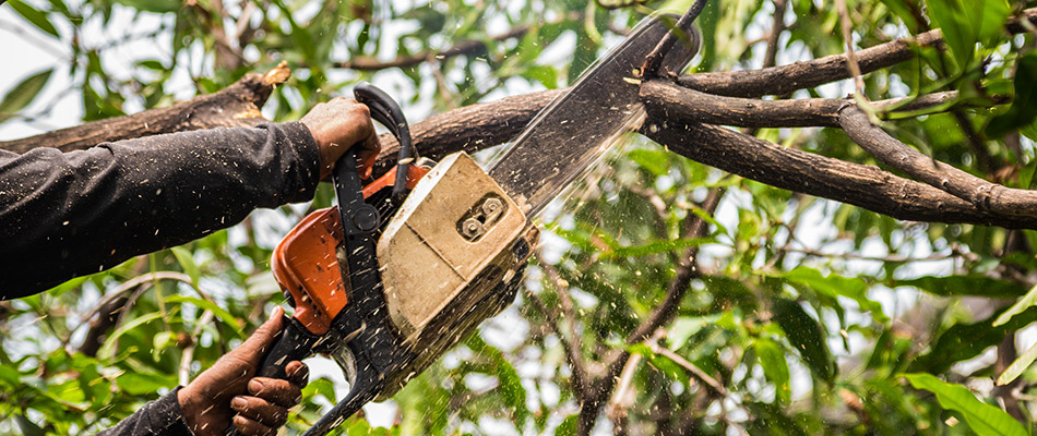 Professional trimming tree branches off of a tree in Cape Coral, FL.