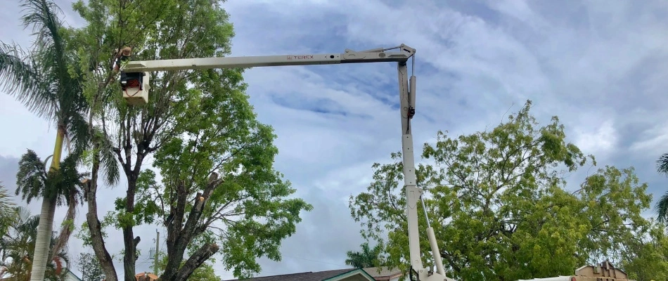 Professionals trimming a large tree in Suncoast Estates, FL.