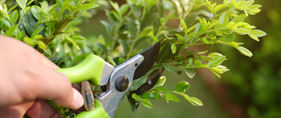 A professional pruning branches in North Fort Meyers, FL.