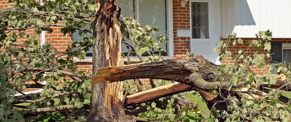 Tree damage after a storm in Villas, FL.