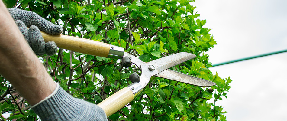 A professional trimming branches in Fort Meyers, FL.