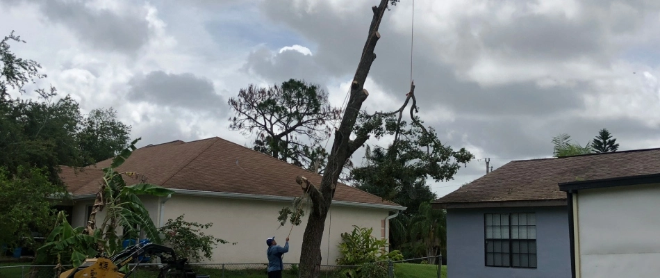 Tree removed by professions to prevent home damage in Tice, FL.