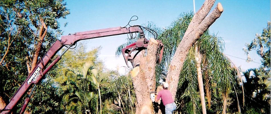 Tree removal happening on a commercial property in Cypress Lake, FL. 