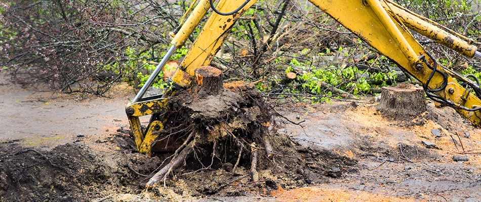 A stump being uprooted and leaving behind a gaping hole in Cape Coral, FL.