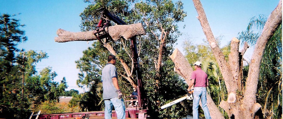 Tim's Tree professionals removing a tree from property in Cypress Lake, FL.