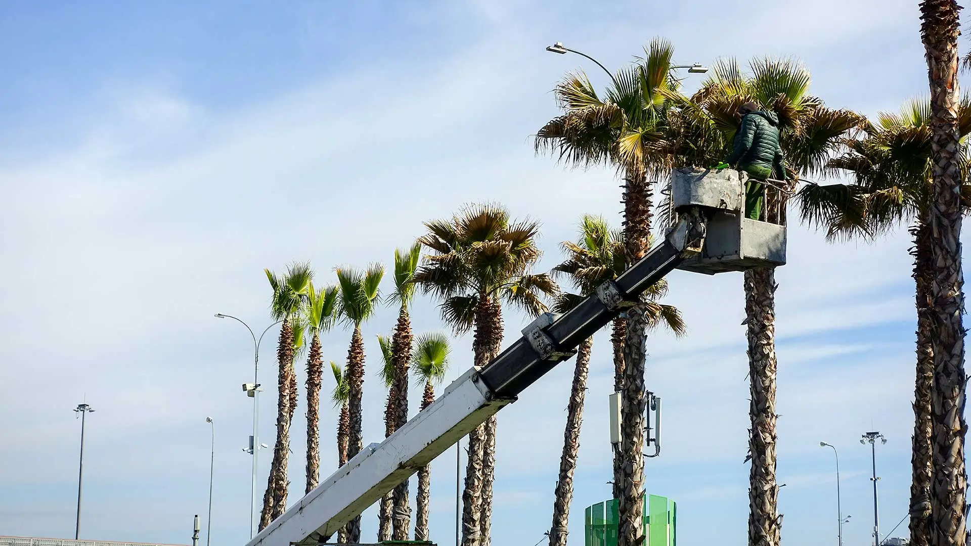 Our crew trimming palm trees in Cape Coral, FL.