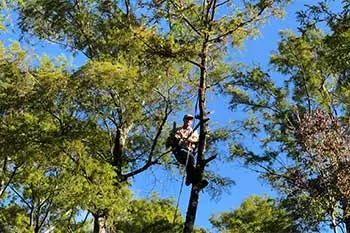 Tree removal performed on a commercial property in Cape Coral, FL.