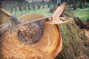 Grinding large tree stump on residential property in Fort Myers, FL.