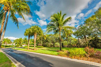 Professionally trimmed palm trees in Fort Myers, FL.