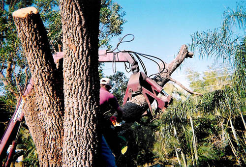 tim's tree service cape coral florida