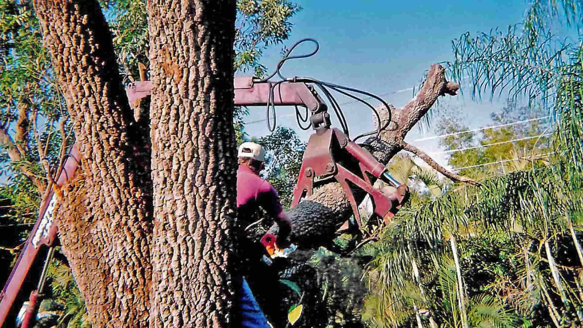 Photo of our work at Tim's Tree Service.