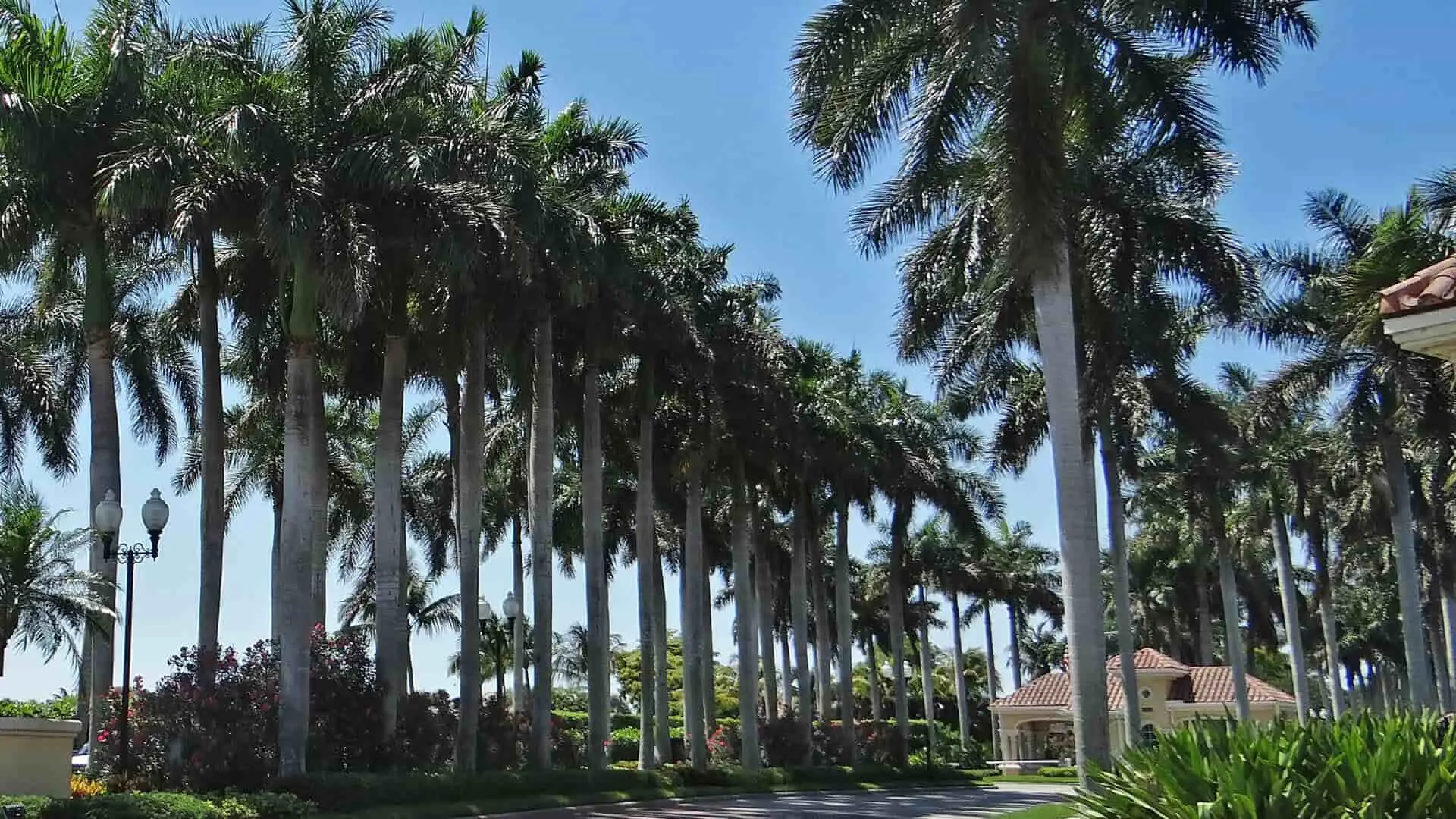 Tree Services In Cape Coral, FL.