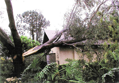 Tree Removal Service In Cape C Fort Myers Areas Tim S Tree Removal Services In Cape C Fort Myers And Lee County Fl