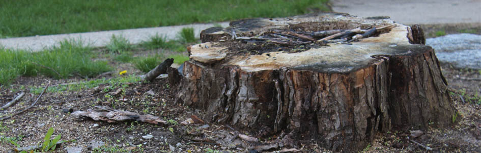 Tree stump that needs grinding and removal.