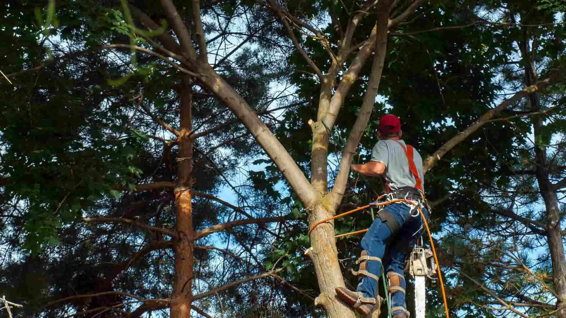 Our crew removes a tree in Cape Coral, FL for health reasons.